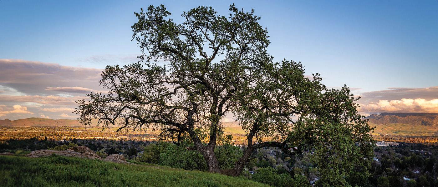 Oak tree on a hill with Mount Diablo in the background
